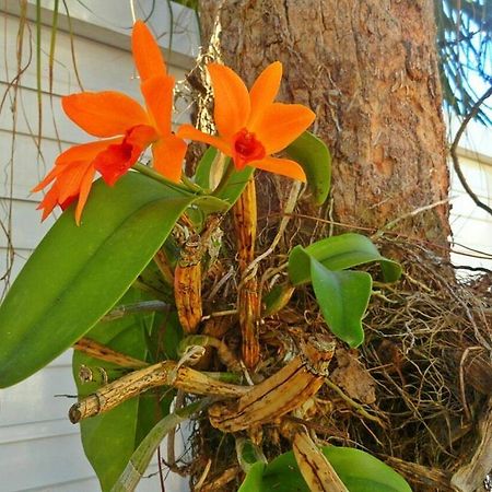 Pousada Orquideas Guaruja Ngoại thất bức ảnh